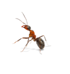 Ants