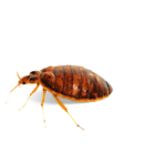 Bed Bugs