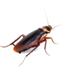 Cockroaches