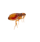 Fleas