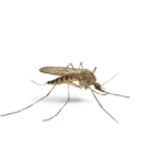 Mosquito