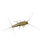 Silverfish