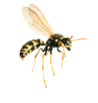 Wasp